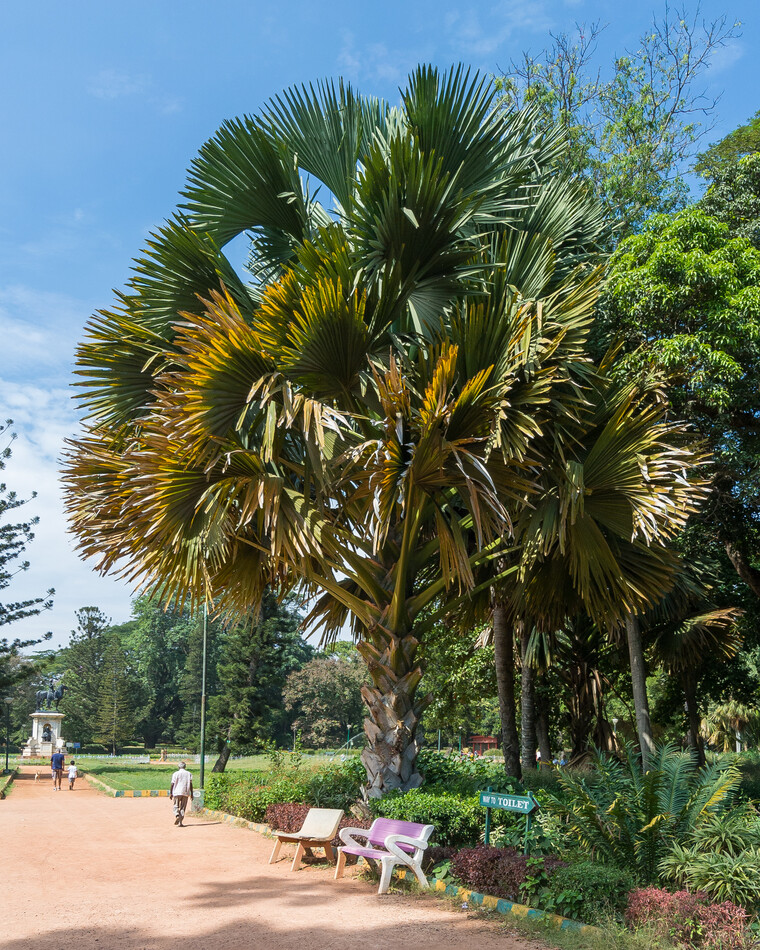 India 2014 - Bangalore 021.jpg